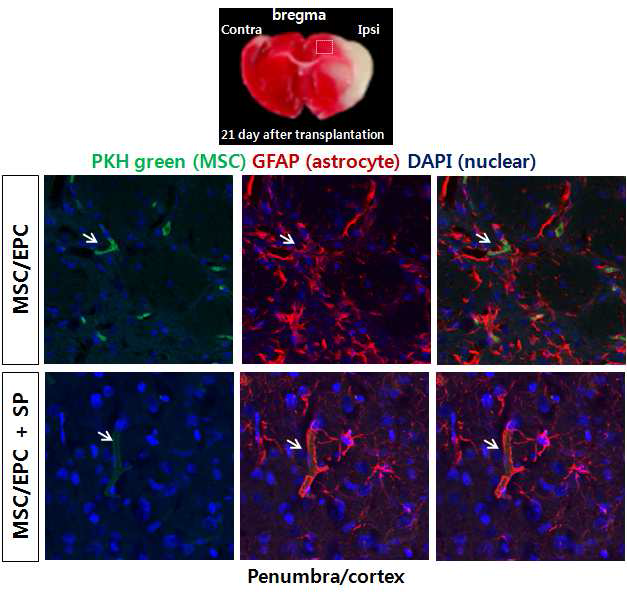 PKH-labeled MSC/EPC의 단독 및 SP와의 공동 이식 21일 후 손상 penumbra/cortex 경계부위 이식한 세포가 homing되어 혈관을 형성함.