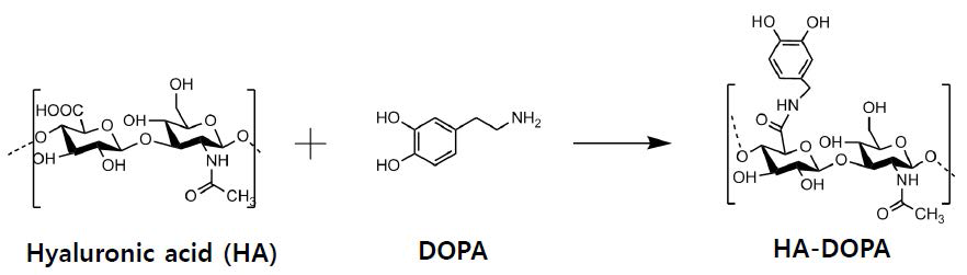 히아루론산(HA) 고분자에 DOPA를 수식하는 화학반응.