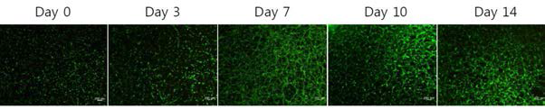 HA-DOPA 하이드로젤 내에서 배양된 인간 지방유래 줄 기세포의 Live/Dead 염색.