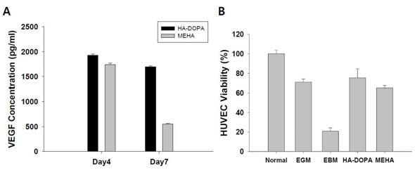 (A) 히아루론산 하이드로젤(HA-DOPA, MEHA) 내에서 배양된 지방줄기세포로부터 수거된 배양배지(conditioned medium) 내 VEGF 단백질 정량 ELISA 분석. (B) 수거된 배양배 지를 이용하여 저산소조건(1% O2) 하에서 배양된 혈관내피세포 (HUVEC) 생존율 MTT 분석.