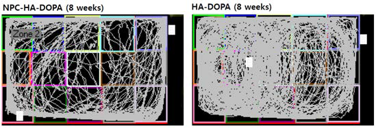 인간 신경줄기세포가 이식된 뇌졸젓 마우스 모델의 open field 테스트(이식 후 8주에 분석).