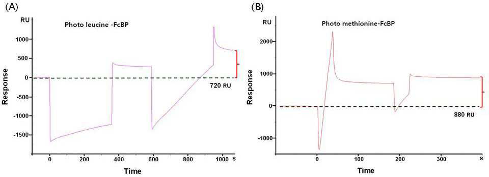 SPR을 이용한 광반응성 펩타이드 고정화과정의 모니터링. (A) Photo leucine-FcBP, (B) Photo methionine-FcBP