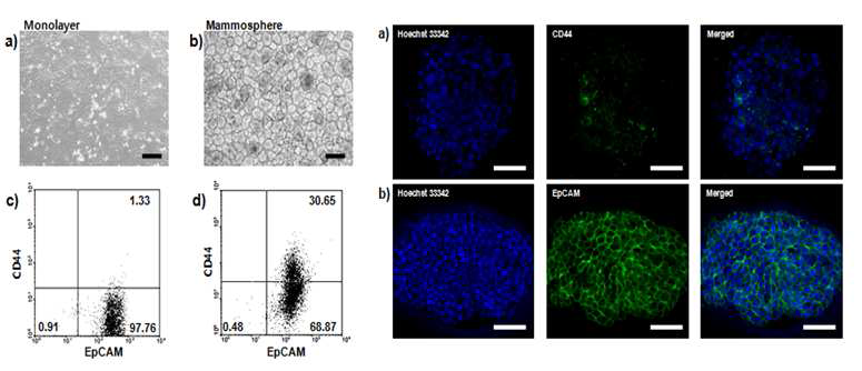 MCF7 monolayer 와 mammosphere에서의 CD44 마커 발현을 FACS(좌)와 현미 경 영상(우) 으로 확인 함