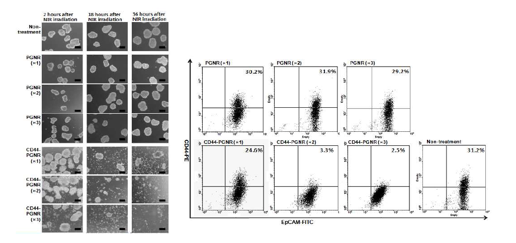 Mammosphere형성 및 FACS를 통한 마커 발현율 평가를 통한 CD44 특이적인 PGNR 물질의 유효성 확인