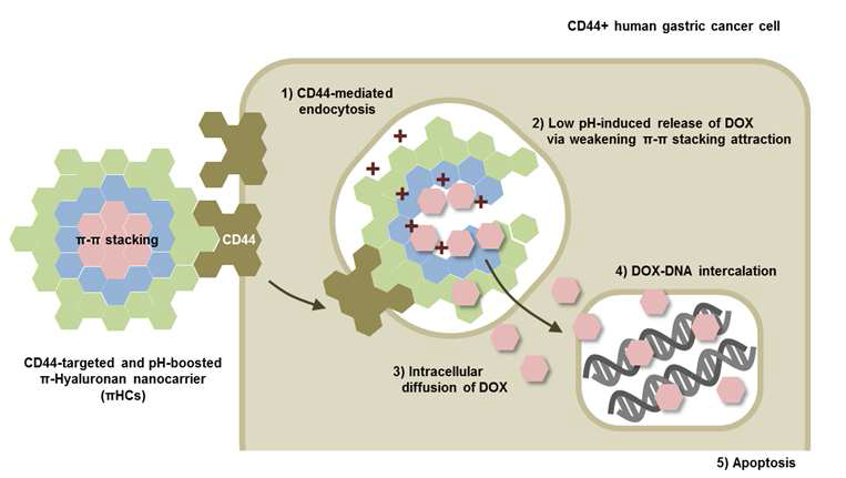 HA기반의 위암 표적형 약물전달체 개념도