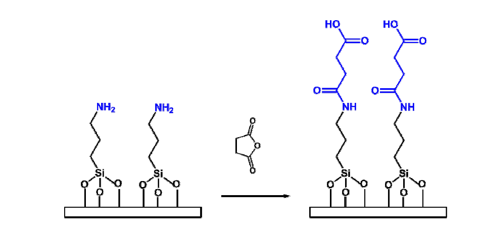 1 % succinic anhydride 처리