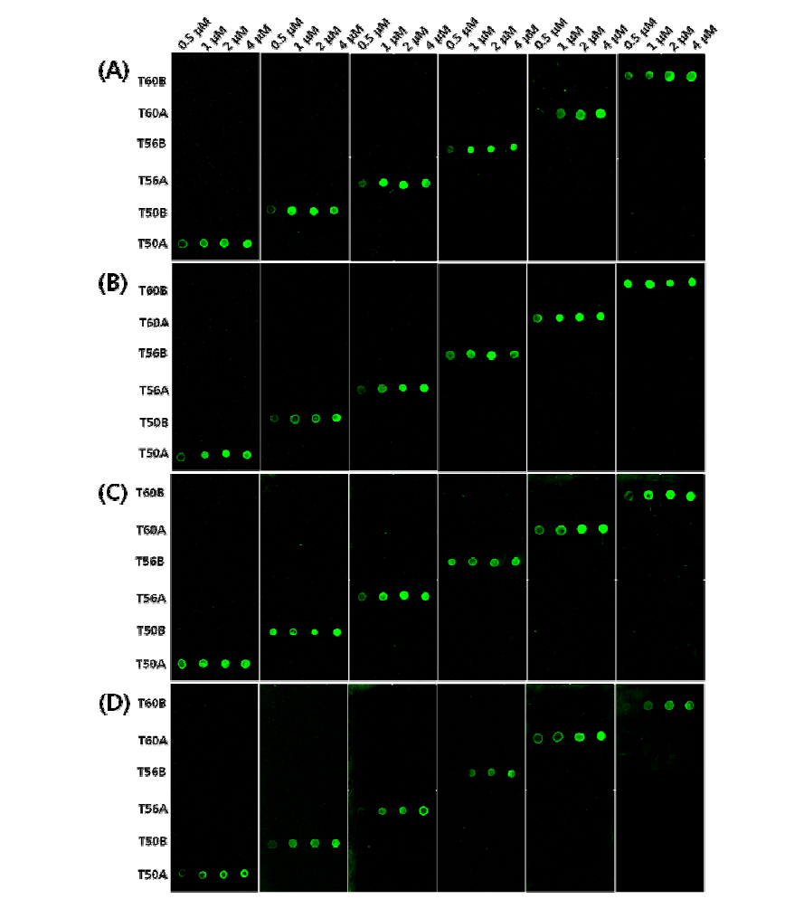 hybridization buffer 조건 (A) 2 X SSC,(B) 2 X SSC + 0.1% SDS, (C) 2 X SSC + 10 mM MgCl2, (D) 2 X SSC + 1M Betaine 조건