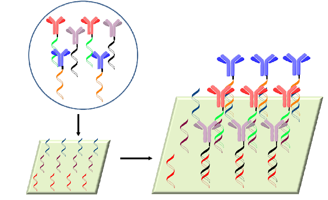 DNA의 상보적인 결합을 이용한 항체칩 제작