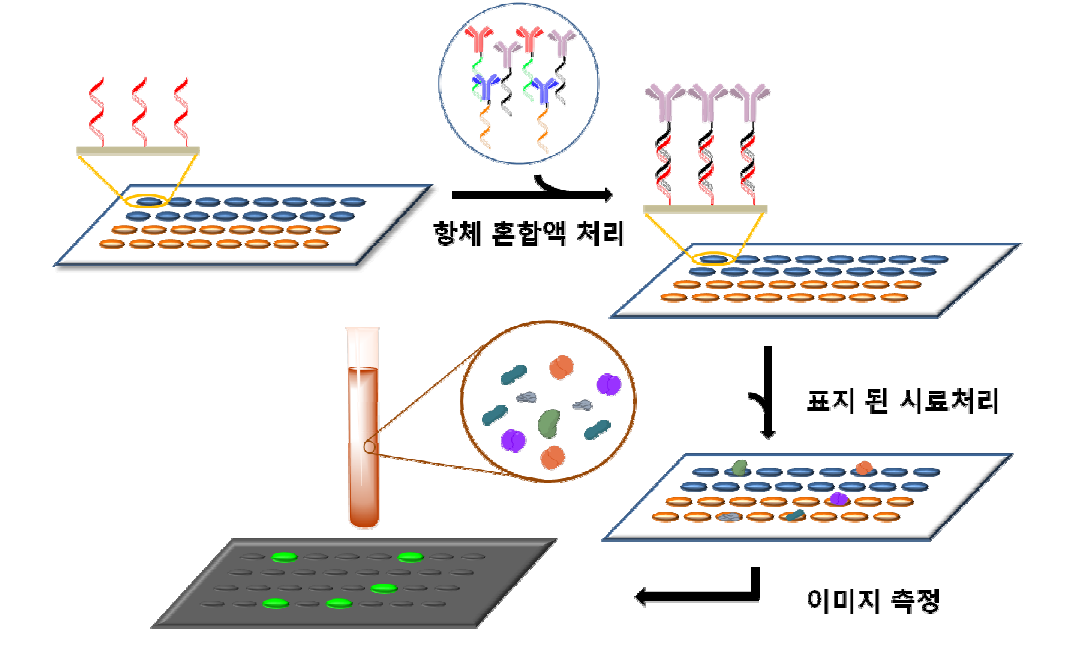 항체칩 제작과 시료적용