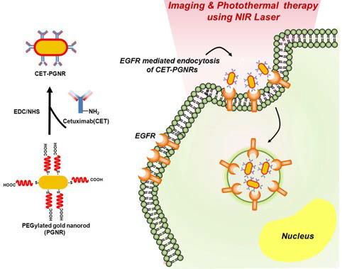 항체가 결합된 골드 나노로드 입자의 개념도 및 이를 이용한 상피세포암 광학 열 치료 및 이미징