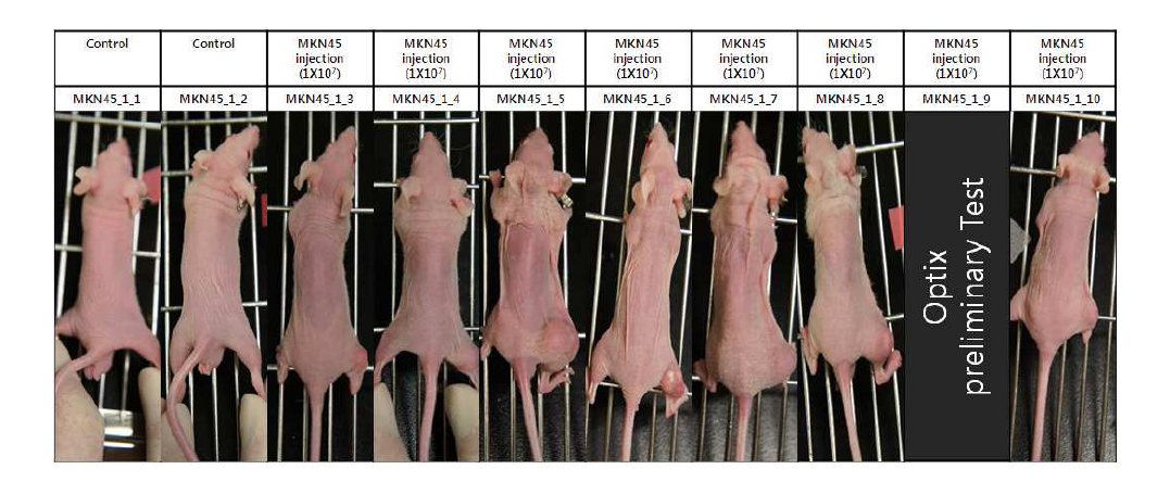 Injection후 28일째, Tumor가 생긴 BALB/c nude mouse의 사진