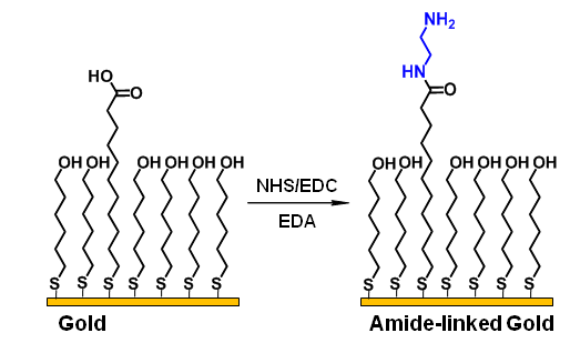 금 박막 표면에 아민 자기조립단분자막 도입. EDC, N-ethyl-N'-(3-dimethylaminopropyl)carbodiimide hydrochloride; EDA, ethylenediamine; NHS, N-hydroxysuccinimide