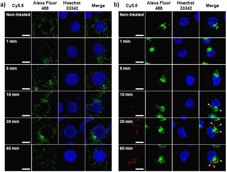 세포내 전달된 나노전달체의 면역염색법을 통한 cellular distribution을 확인. Incubation time에 따른 MCF-7 세포와 MDA-MB-231 세포주의 형광 이미지 임