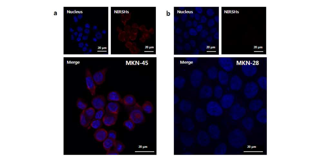 CD44 고발현 위암세포주 MKN-45 (a)와 CD44 저발현 위암세 포주 MKN-28 (b)에 각각 NIRSH를 처리하고 공초점 광학영상 결과