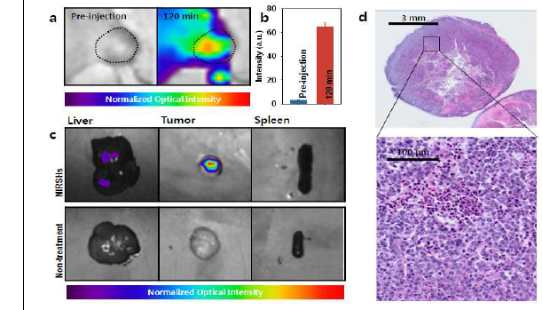 누드마우스의 대퇴부에 MKN-45를 심어서 만든 동물 모델 (Xenograft animal model) 에 NIRSH를 tail vein injection한 후, 옵틱칼 이미징 한 결과 (a), 각 기관들을 꺼내 서 옵틱칼 이미징한 결과 (c), 확립된 종양을 H&E staining 을 통해 종양을 확인