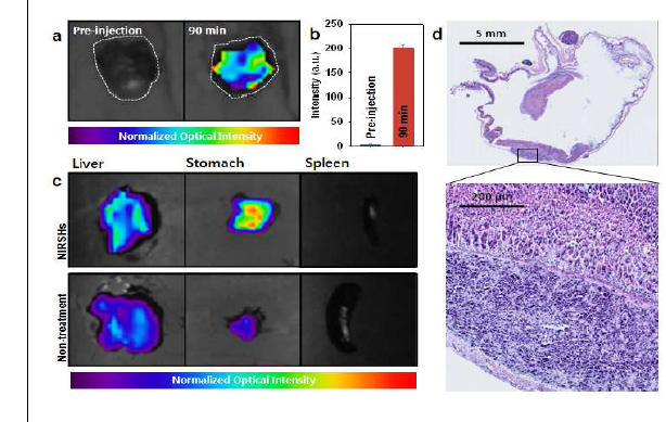 누드마우스의 위에 MKN-45를 심어서 만들어진 동물모델 (Orthotopic animal model) 에 NIRSH를 tail vein injection한 후, 옵틱칼 이미징 한 결과 (a), 각 기관들을 꺼내 서 옵틱칼 이미징한 결과 (c), 확립된 종양을 H&E staining 을 통해 종양을 확인