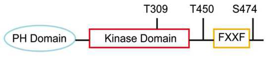 Domain Structure of Akt1