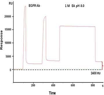 SPR을 이용한 EGFR 항체 고정화과 정을 모니터링한 결과