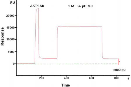 SPR을 이용한 AKT1 항체 고정화과정 의 모니터링