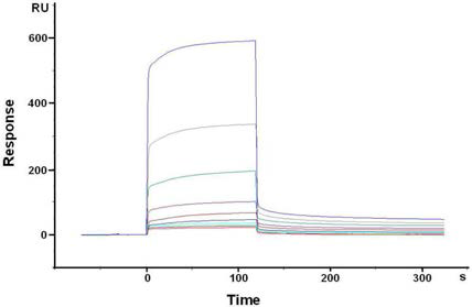 AKT1 항체칩위에 서로 다른 농도의 AKT1 고정화과정을 SPR로 모니터링한 결과