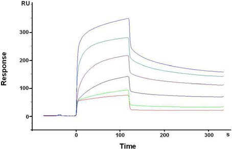 β-catenin phospho-펩타이드 칩상 에 β-catenin phospho-펩타이드 항체가 농도 별로 결합함을 확인