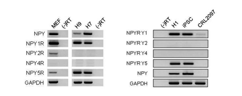 hESC (H9, HEUS-7 및 H1) , hiPSC 및 MEFs에서 NPY, NPY 1Y, NPY 2Y, N PY 4Y 및 N PY 5Y에 대한 m R N A 발현의 Semi-qu an t it at ive R T-PCR 분석 (G APD H ; 로딩 컨트롤)