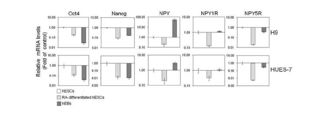 미분화 및 분화 H9 hESC (RA-분화 hESC 및 분화한 인간 배아체)에서 NPY, NPY 1R 및 NPY 5R 의 mRNA 발현의 실시간 qRT-PCR 분석