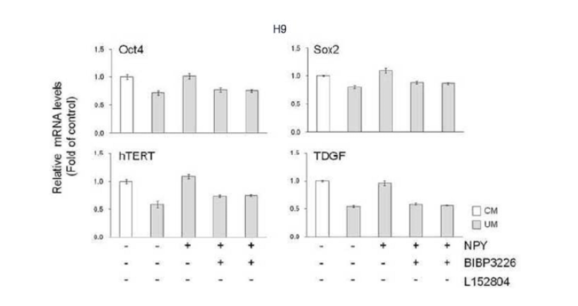hESC 배양에서 NPY Y1 및 Y5 수용체의 선택적인 화합물 억제제의 효과에 의한 OCT4, SOX2, hTERT 및 TDGF의 발현의 실시간 정량 PCR 분석 결과