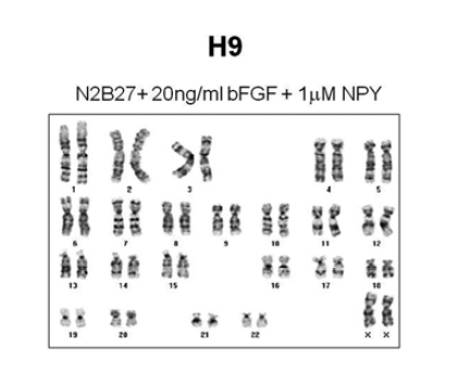 6 계대(passages) 동안 NPY N2/B27 배지에서 배양된 H9 hESC의 핵형 분석 결과
