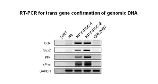 NPY를 첨가한 배양조건에서 제작한 유도만능줄기세포에서의 Oct 3/4, Sox2, Klf4, c-Myc 전사인자 숙주 genomic DNA내발현 양상을 분석