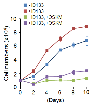 OSKM 형질전환에 따른 ID133의 세포 성장 조절 효과 조사