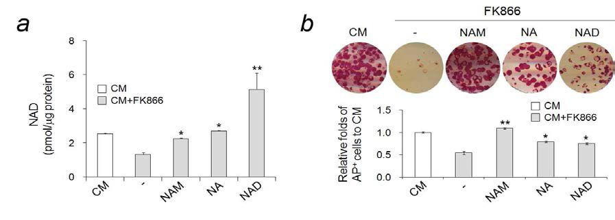 Nicotinamide phosphoribosyl transferase 저해제, FK866과 니코틴아마이드 및 관련 화합물에 의한 NAD 농도 및 배아줄기세포 자가재생산능 유지 효과 변화