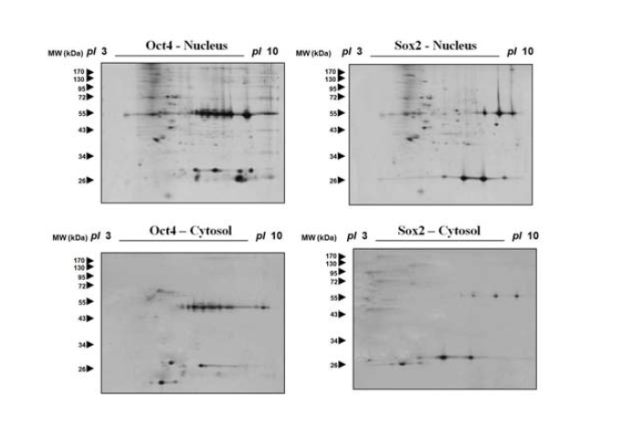 단백질 만을 이용한 Oct4와 Sox2의 결합 단백질 분석 이미지