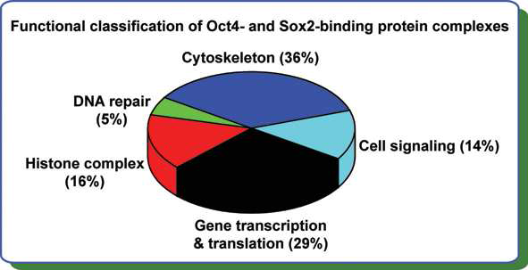 Oct4 및 Sox2 결합단백질의 기능적 분석