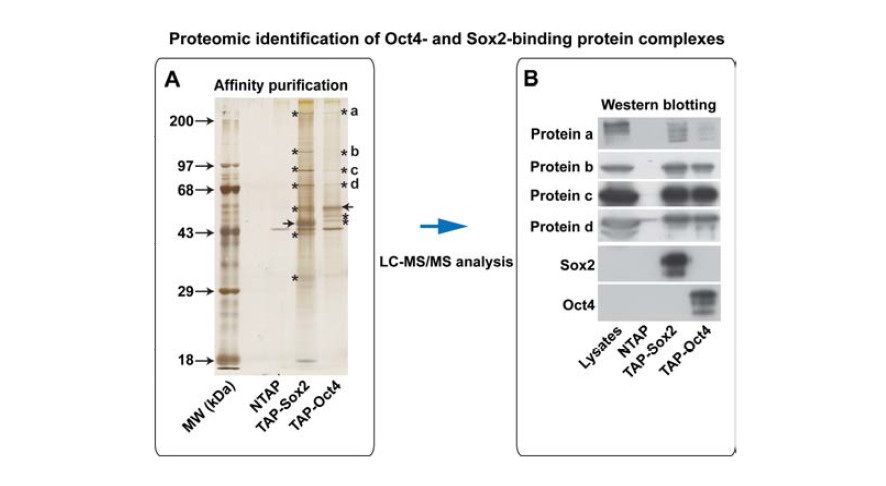 Oct4 및 Sox2 결합 단백질의 프로테옴 분석