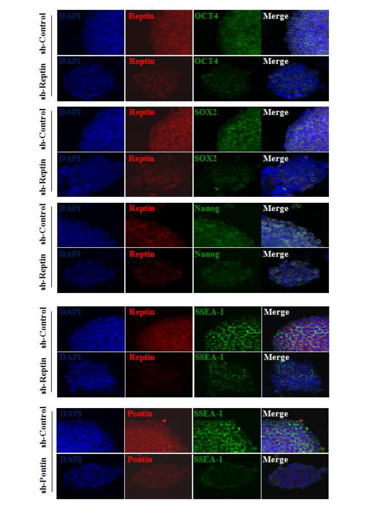 배아줄기세포 내 Oct4, Sox2, nanog 발현에 대한 reptin, pontin의 역할