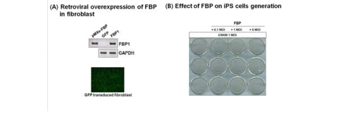 FUBP-1의 과발현이 리프로그래밍 효율에 미치는 영향 분석 결과