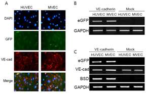 hVEcad-eGFP가 도입된 인간 혈관내피세포에서의 GFP, VEcad 발현