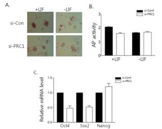 Polycomb reverse complex의 구성요소인 새로운 유전자 (PRC1)의 KD에 의한 ESC ALP 활성, OCt4, Sox2, Nanog 발현 변이