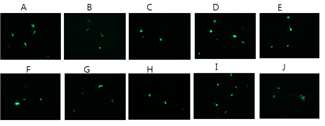 Myc tagging된 vascular reprogramming factor의 cDNAmf 가지고 있는 adeno shuttle vector에 의한 단백질 발현 확인