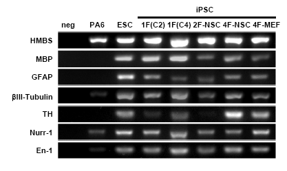 배아줄기세포와 각각 다른 역분화줄기세포에서 신경세포로 분화시킨 후 각 신경세포 유전자 발현정도를 PCR로 확인한 결과 신경세포 특이적 마커유전자의 발현을 확인.