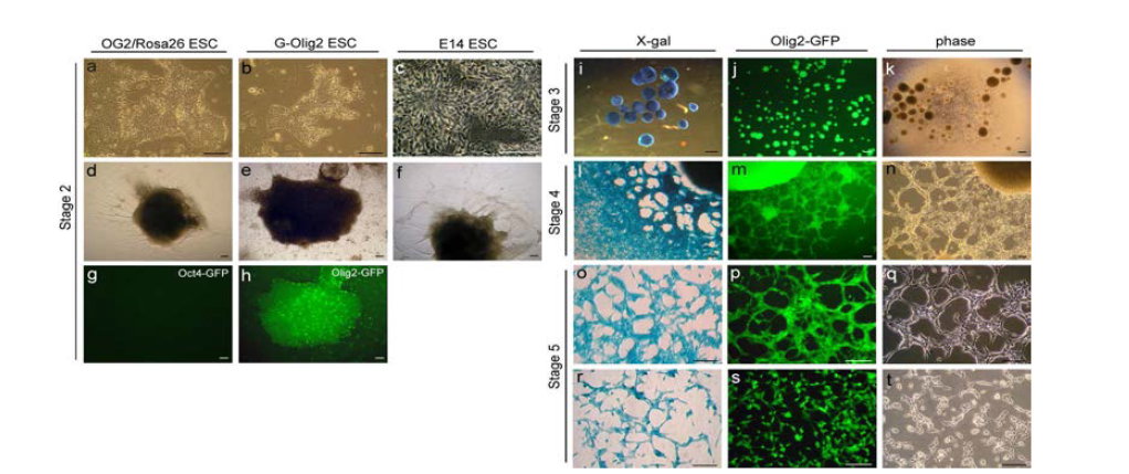 마우스 배아줄기세포 (OG2/Rosa26, G-Olig2, E14)에서 유전자 조작없이 neural rosette (stage 2), neural colony (stage 3) 그리고 neural aggregate (stage 4)을 거쳐 신경줄기세포 (stage 5)를 derivation 하였음