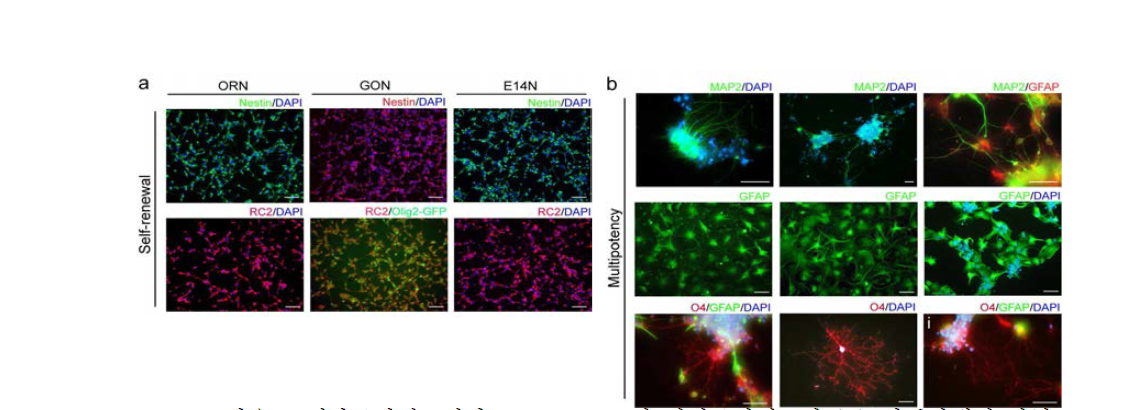 마우스 배아줄기세포에서 derivation 된 신경줄기세포의 (a) 마커단백질 발현 Nestin, RC2 와 (b) multipotency를 neuron (MAP2), astrocyte (GFAP) 그리고 oligodendrocyte (O4)로의 분화로 확인함