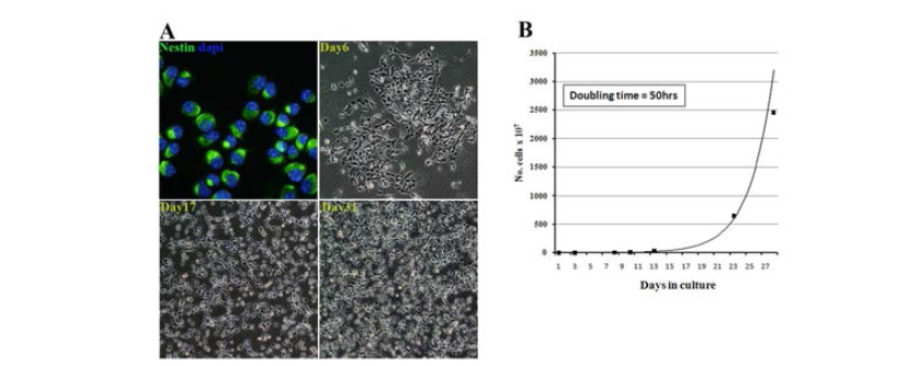 마우스 리프로그래밍 신경줄기세포의 시험관내 성장 관찰. mMON세포의 약 98% 가 Nestin 발현. population doubling time은 50 시간