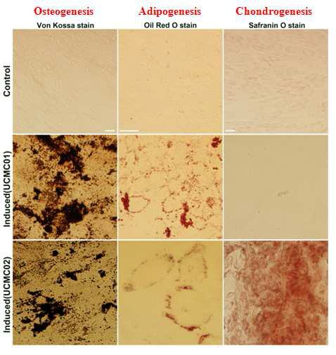 UCMC01은 뼈와 지방세포로 분화, UCMC02는 뼈, 지방, 연골세포로 분화함