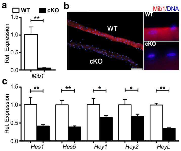 Mib1의 근육섬유 특이적 적중마우스에서 Notch Target gene 의 발현