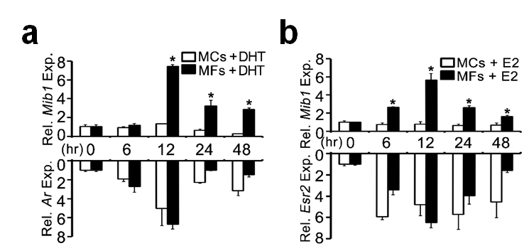 근육 섬유(MFs)와 근세포(MCs)에서 호르몬에 의한 Mib1 및 호르몬 수용체의 발현 분석