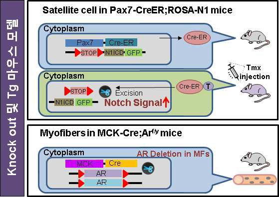 본 연구를 위한 Pax7-CreER;ROSA-N1 및 MCK-Cre;Arf/y 마우스 모델