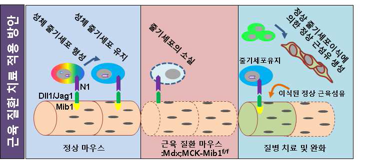 근육 질환에 대한 치료방안 모식도