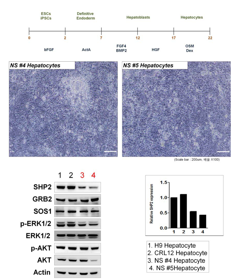 간세포로의 분화 유도 및 SHP2의 단백질 발현과 ERK1/2의 활성 확인